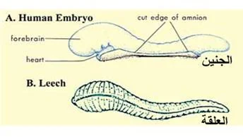 What are the stages of human prenatal development as described in the Qurʾān?