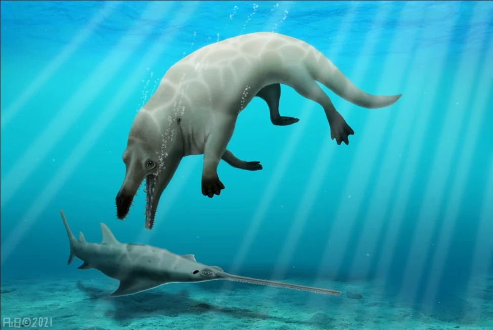 Do the Homo fossils displayed in paleontological and biological museums represent the direct ancestor of modern humans?