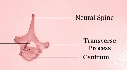 Do the Homo fossils displayed in paleontological and biological museums represent the direct ancestor of modern humans?