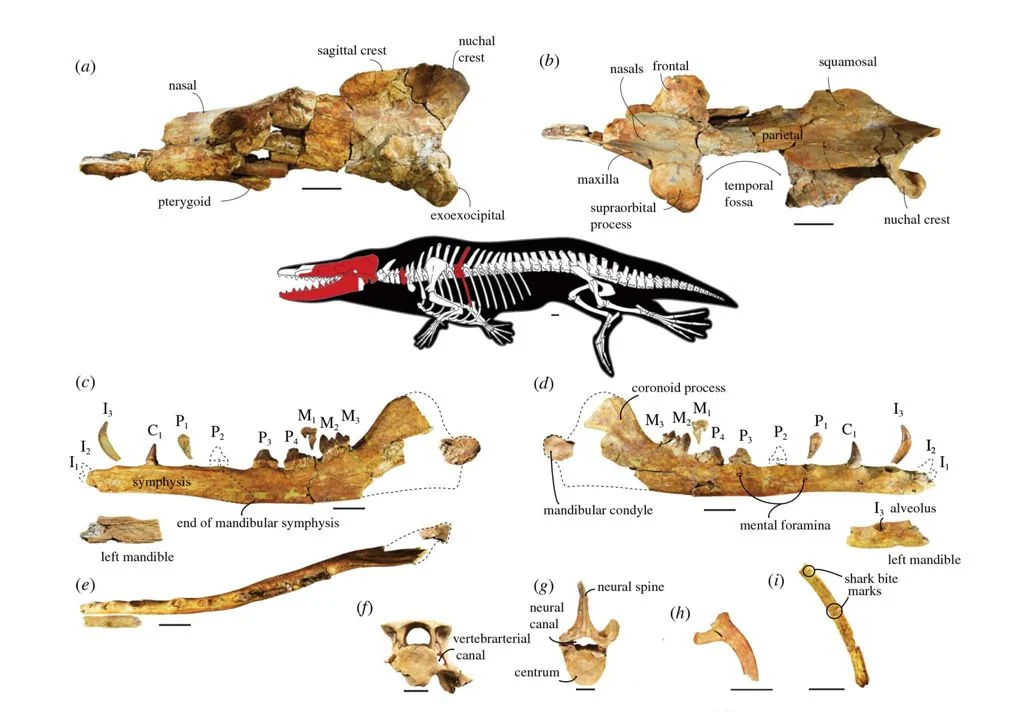 Do the Homo fossils displayed in paleontological and biological museums represent the direct ancestor of modern humans?
