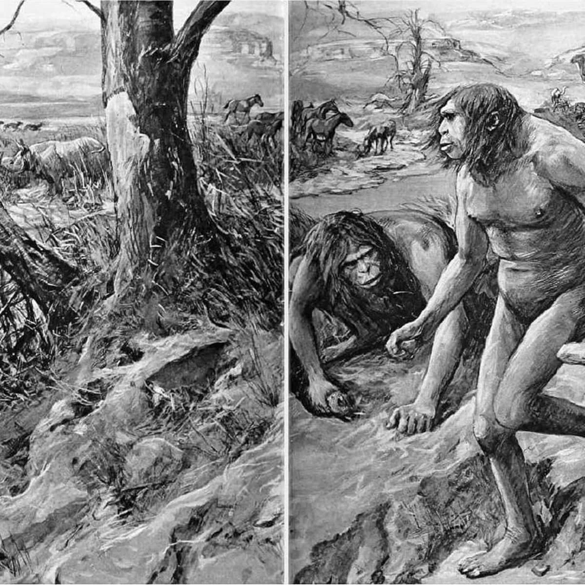 Do the Homo fossils displayed in paleontological and biological museums represent the direct ancestor of modern humans?
