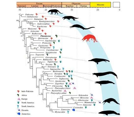 Do the Homo fossils displayed in paleontological and biological museums represent the direct ancestor of modern humans?