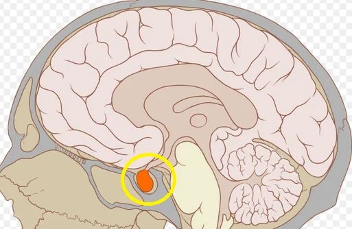 Do vestigial organs provide valid evidence for evolution?