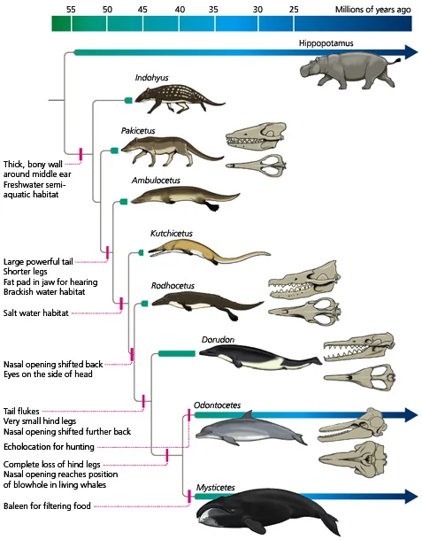 Do the Homo fossils displayed in paleontological and biological museums represent the direct ancestor of modern humans?