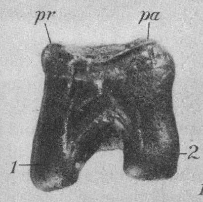 Do the Homo fossils displayed in paleontological and biological museums represent the direct ancestor of modern humans?