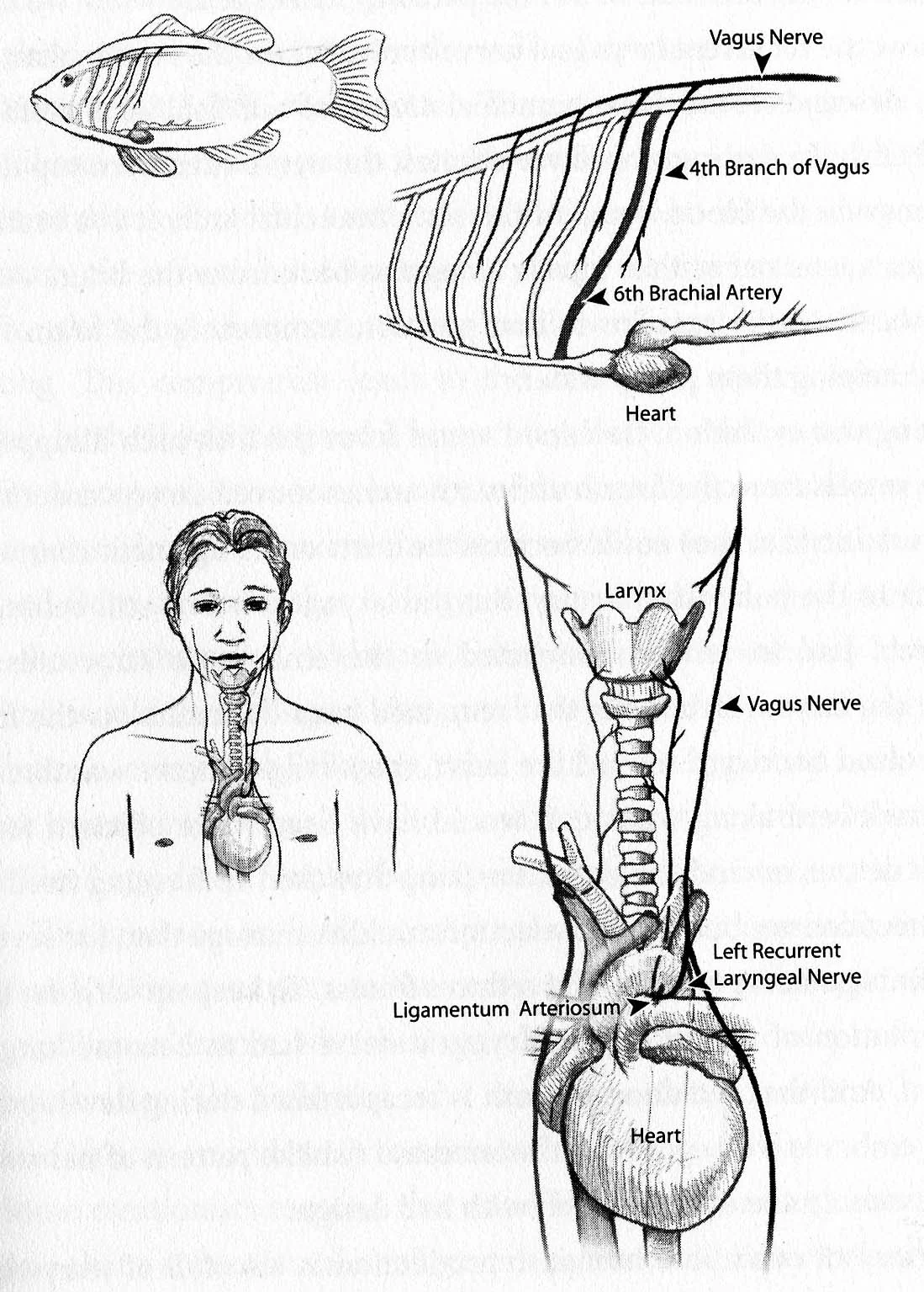 Does the recurrent laryngeal nerve refute intelligent design? Is it evidence that humans evolved from fish?