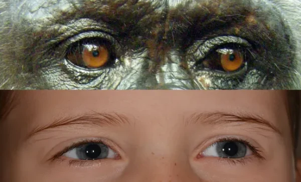 Do the Homo fossils displayed in paleontological and biological museums represent the direct ancestor of modern humans?