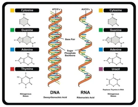 Is the “RNA world” theory—which posits ribonucleic acid as the first biomolecule—correct?