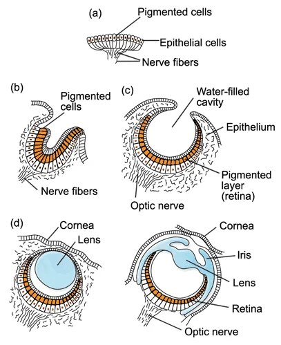 Pro-Darwin scientists hold that the complex eye evolved from simple precursors, claiming that complex structures arise step by step through a gradual evolutionary process. Is this true?