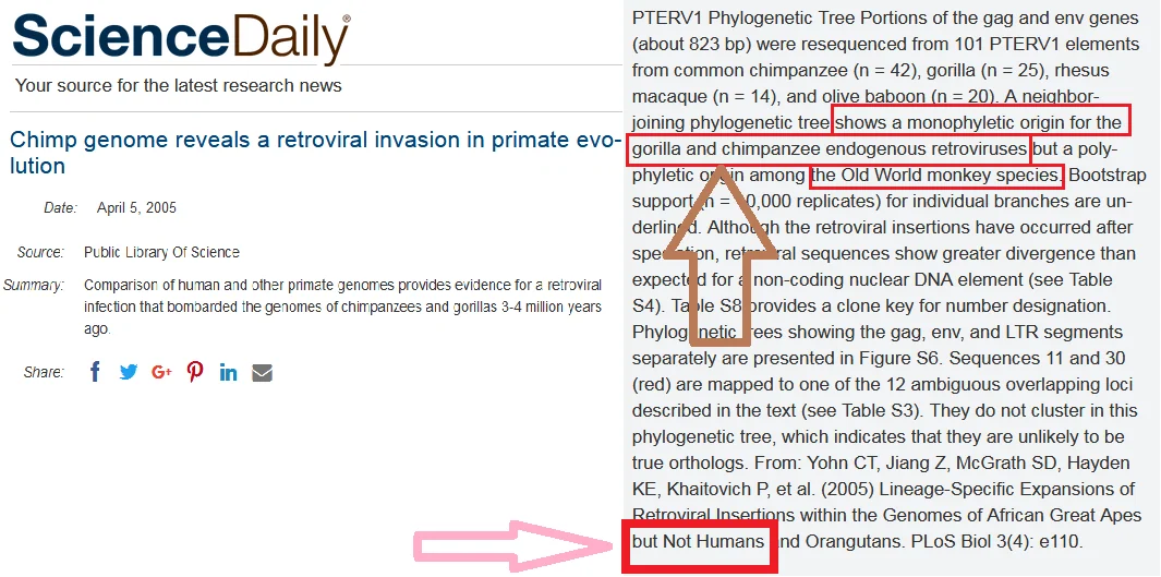 Do endogenous retroviruses (ERVs) provide evidence for common ancestry?