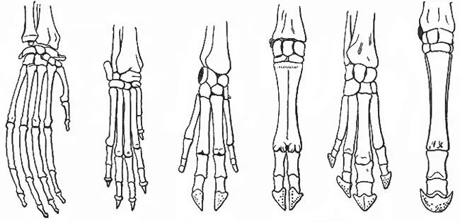 Do vestigial organs provide valid evidence for evolution?